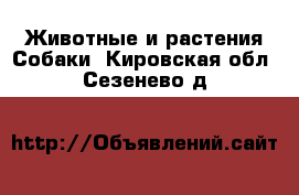 Животные и растения Собаки. Кировская обл.,Сезенево д.